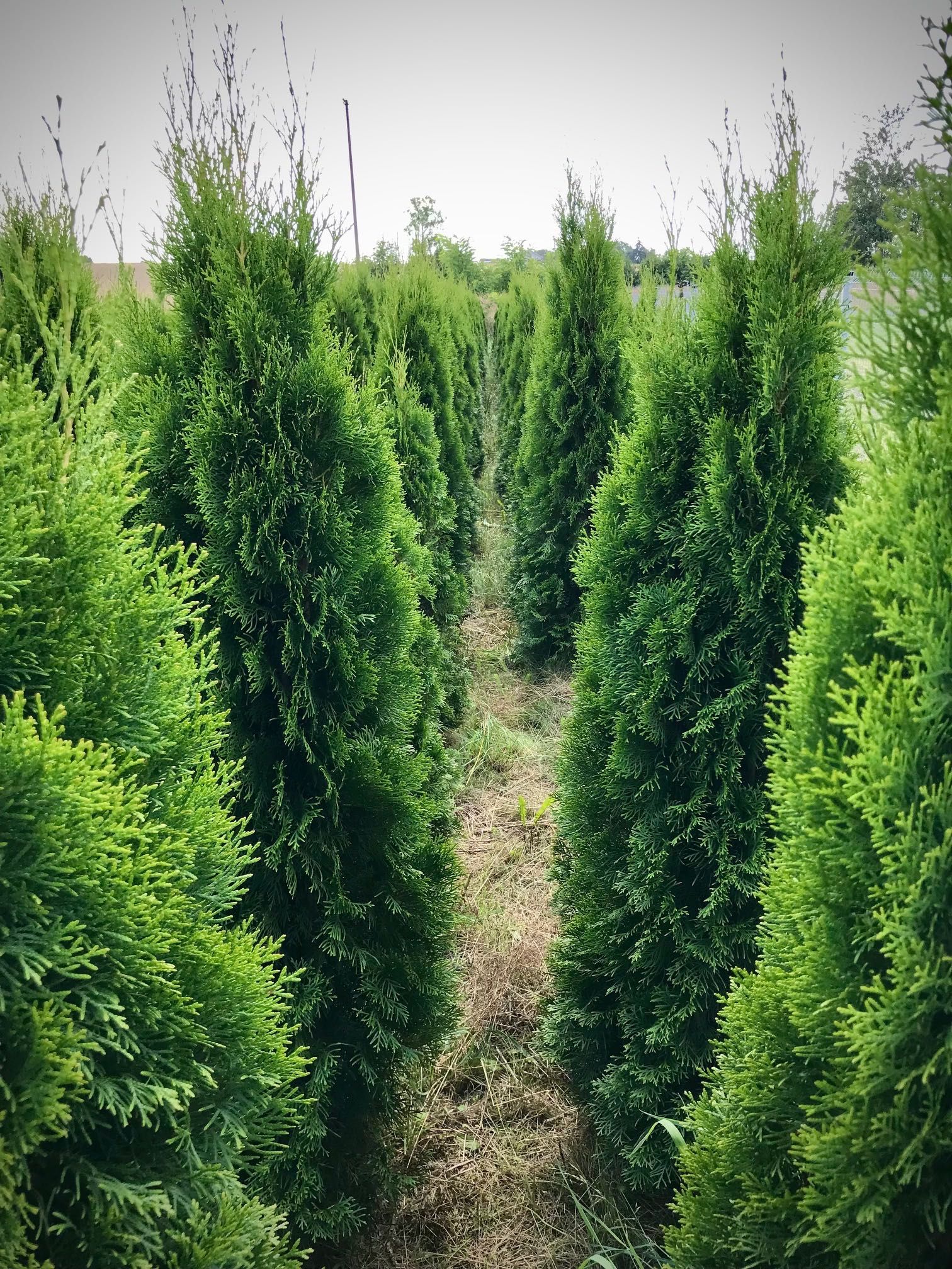 Tuje Tuja szmaragd 130 Sadzenie i Pielęgnacja Ogrodów