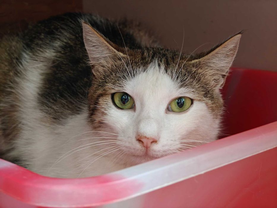 Юна киця Оливка – врятуйте малу від вулиці