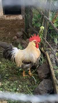 Ovos Leghorn Isabella