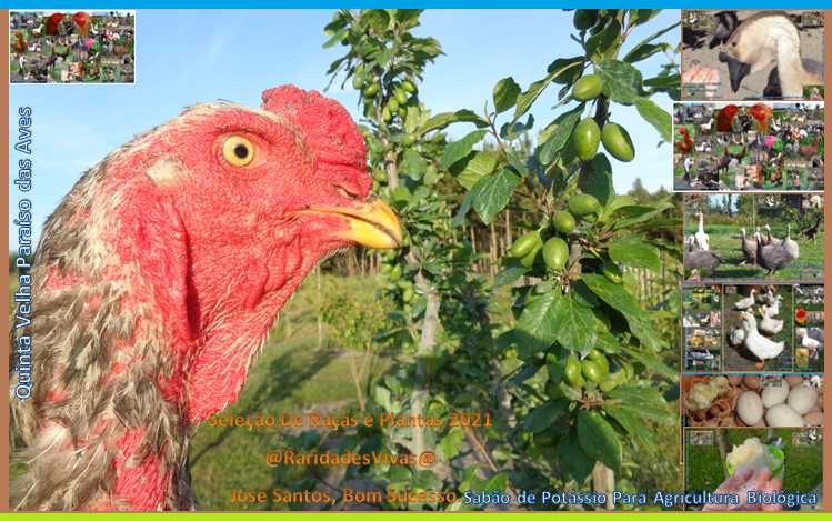 Índios Gigantes Selecionados Novos M6kg F4kg ( Semana Especial )