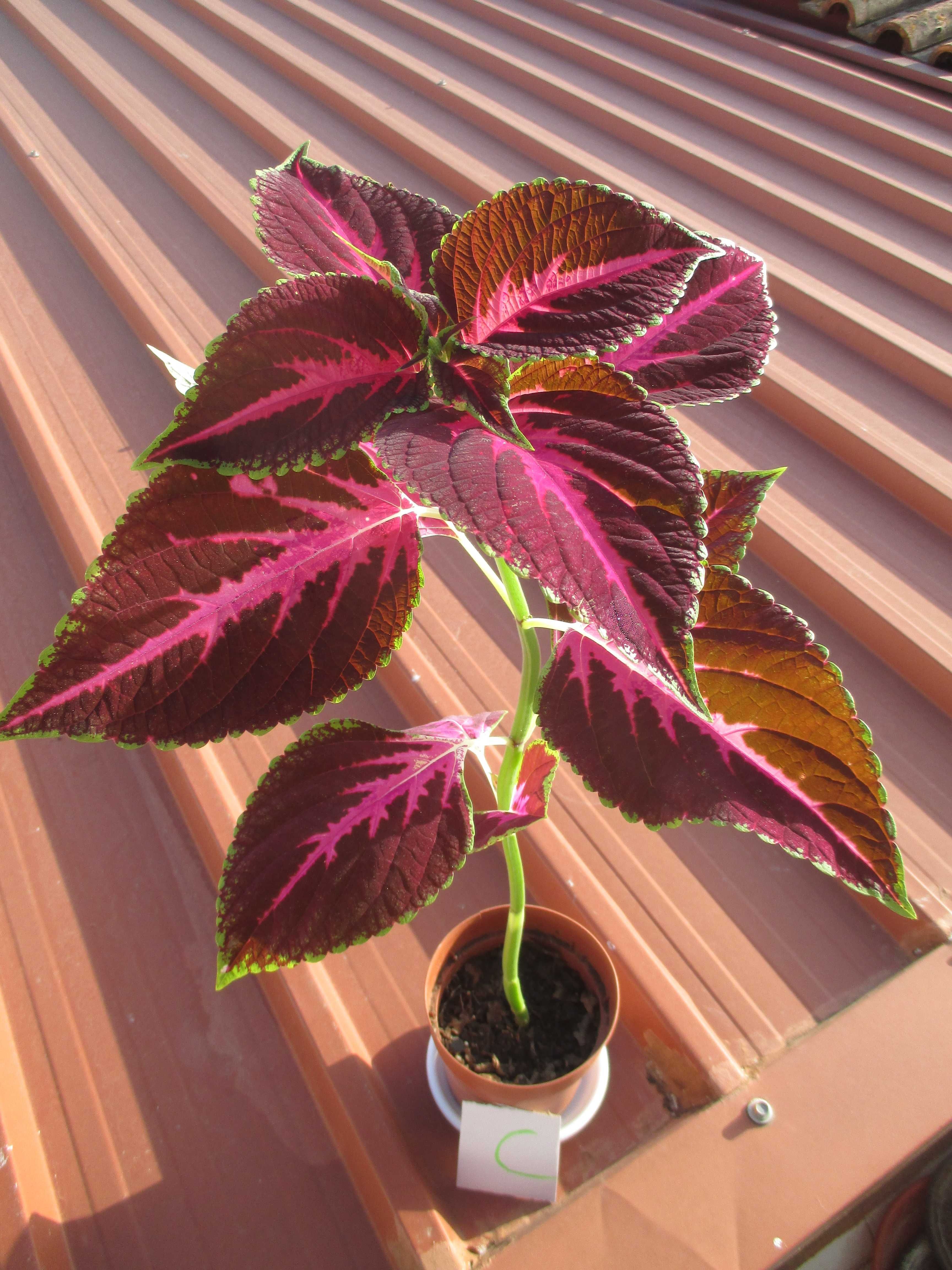 Planta Coleus - planta de interior / exterior
