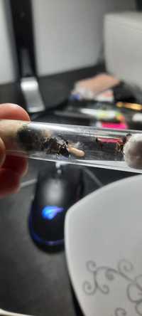 Camponotus erigens Q + 6-10w