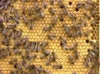 Бджолородини на рамку дадан