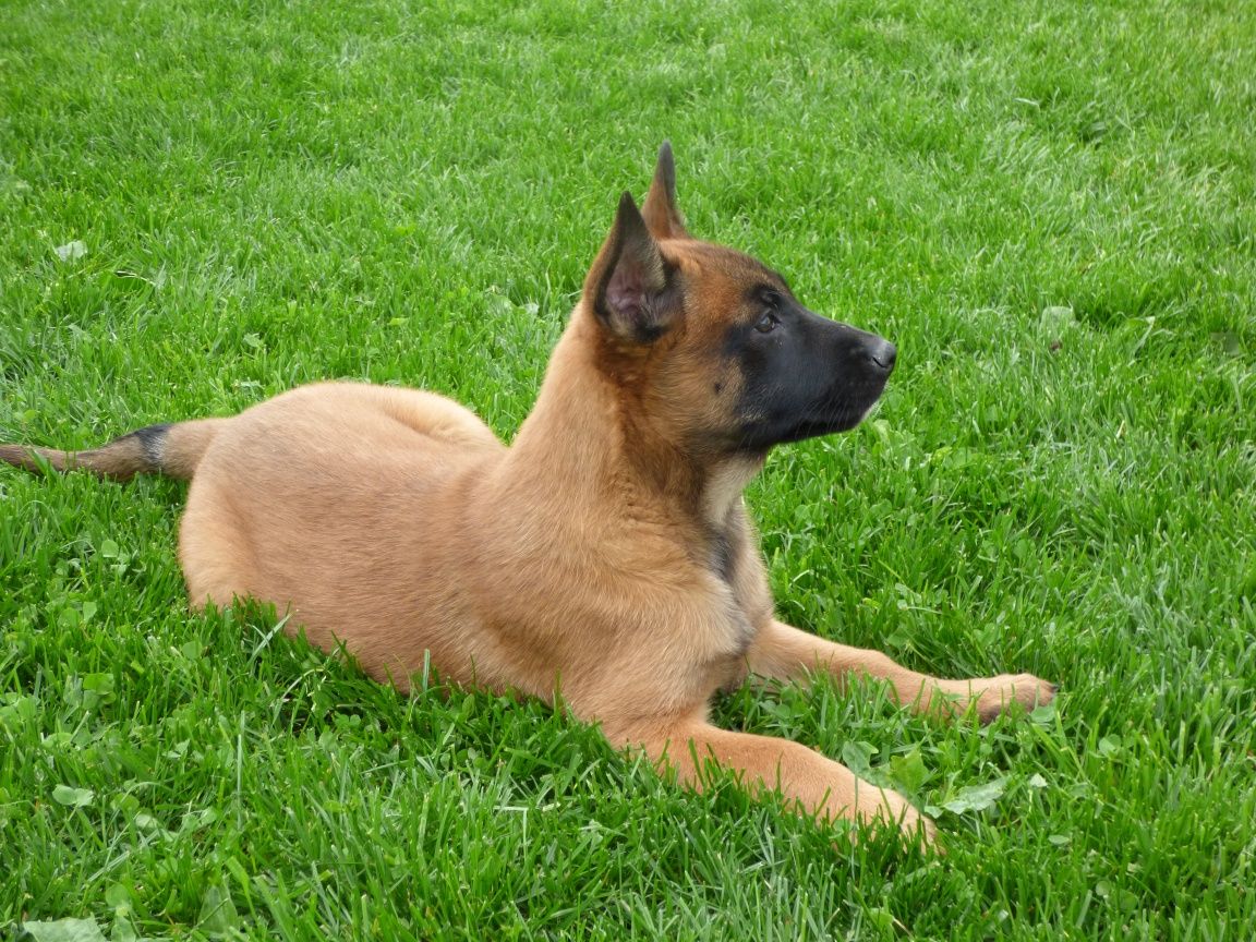 Suczka  Owczarek Belgijski Malinois