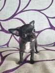chihuahua fêmea de pêlo curto