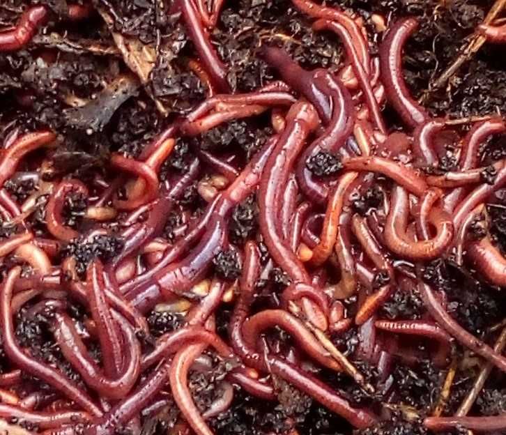 Minhocas Californianas para compostagem, pesca, alimentação de animais