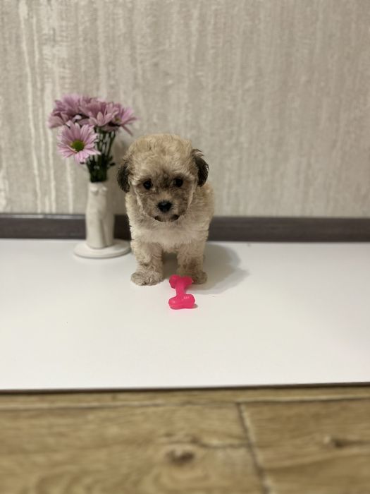 Хлопчик мальтіпу Ф1 з різними кольорами ( мордочка мальтеза )