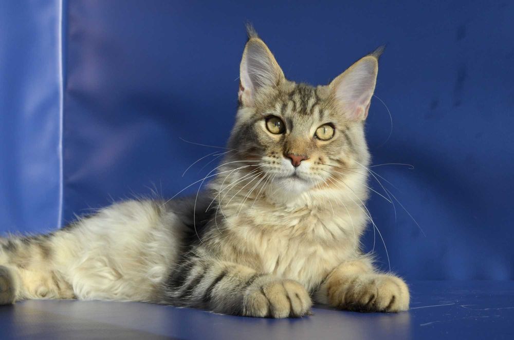 Мальчик Лаки 6 мес. Мейн кун.