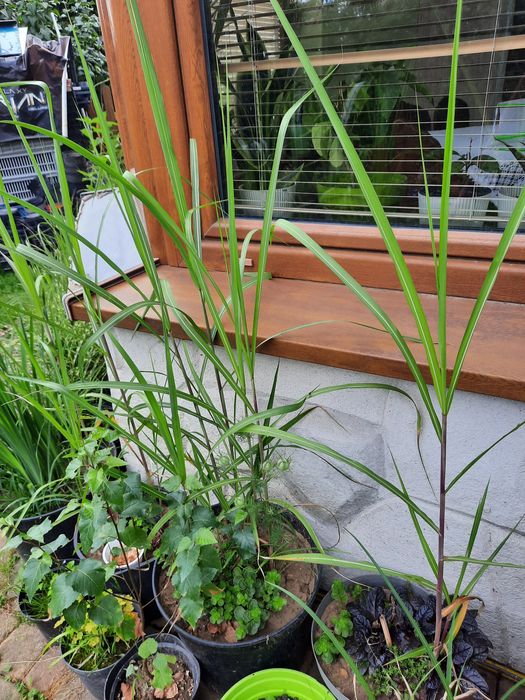 Nadwyżki z ogrodu byliny trawy krzewy drzewa