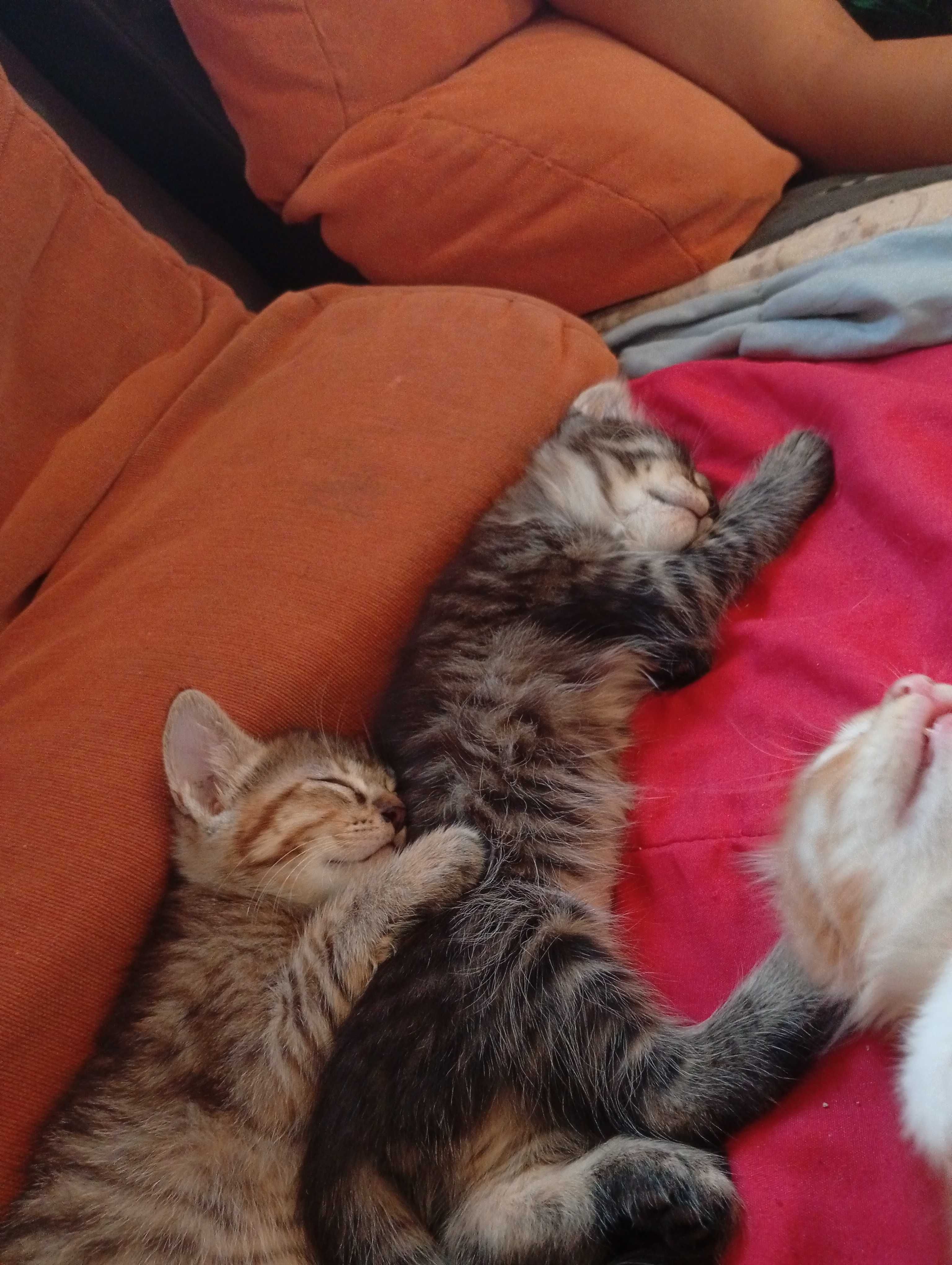 Gatos com 2 meses para adoção