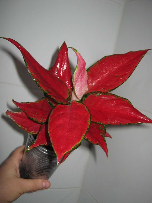 аглаонема калатея филодендрон алоказия разные сорта детки от 100грн