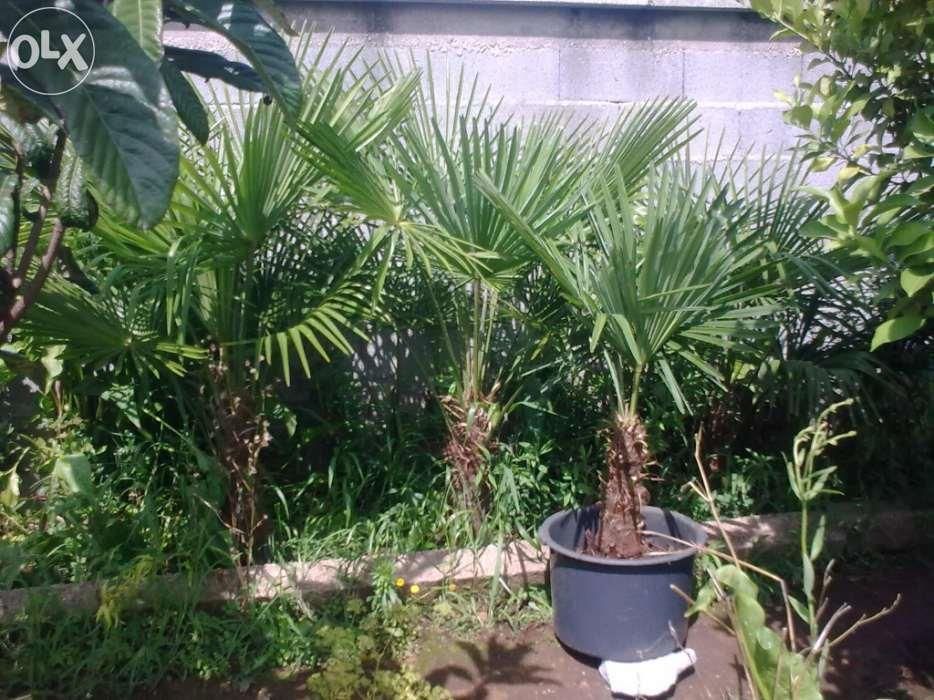 Palmeiras com tronco peludo