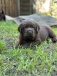 Labrador Retriever FCI, ZKwP czekoladowy samiec odbior koniec lipca
