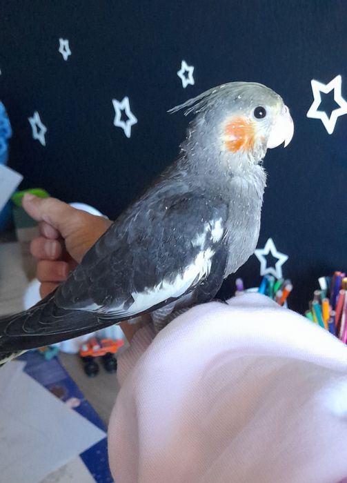 Caturra 2 meses bebé