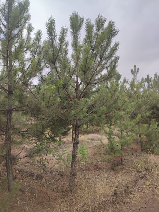 Продам рослини, туя брабант, смарагд, сосна кримська, сосна звичайна.