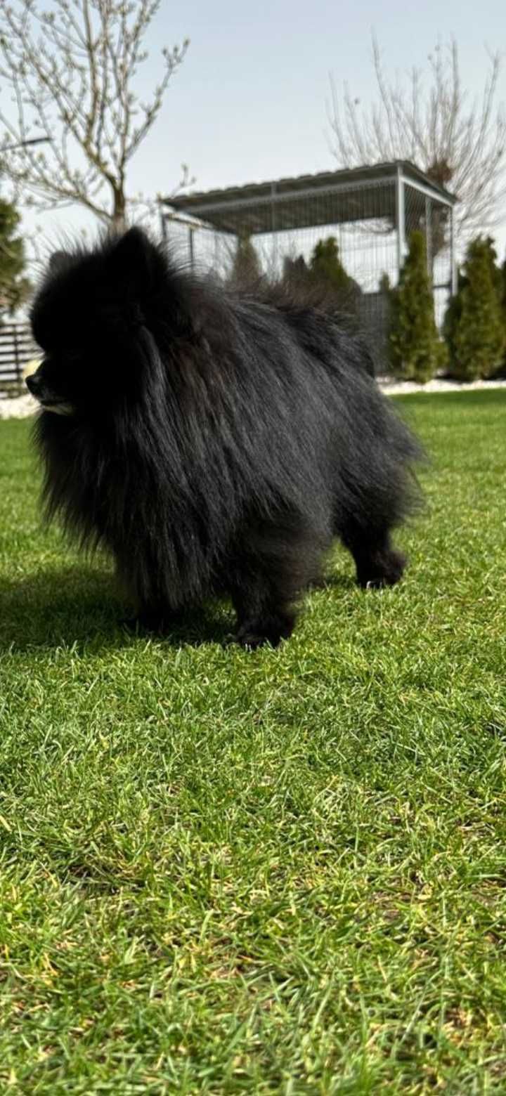 Szczeniak Szpic miniaturowy Pomeranian Suczka pies rasowy Boo