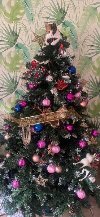 Arvore de natal com 1.80 de altura