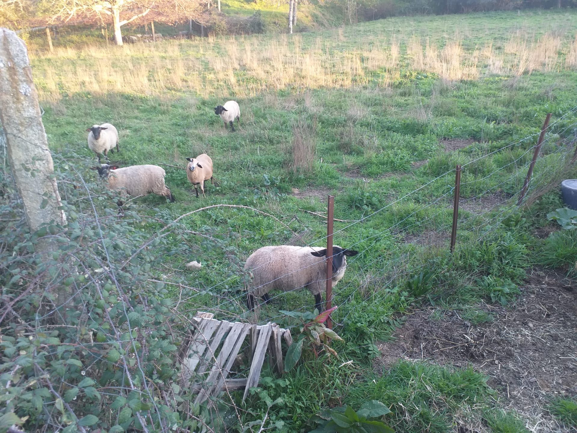 Animais de quinta