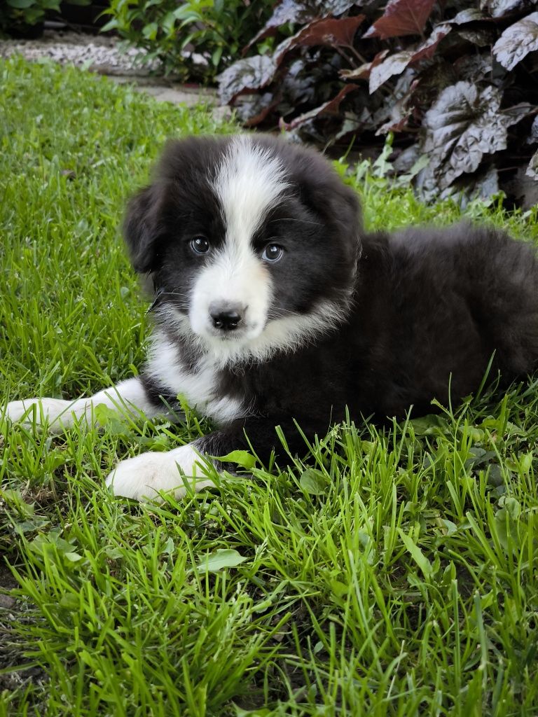 Border collie ZKWP FCI suczka