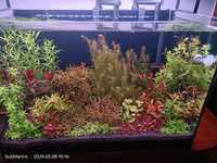 Roślinki z przycinki prywatna-amatorskiego akwarium