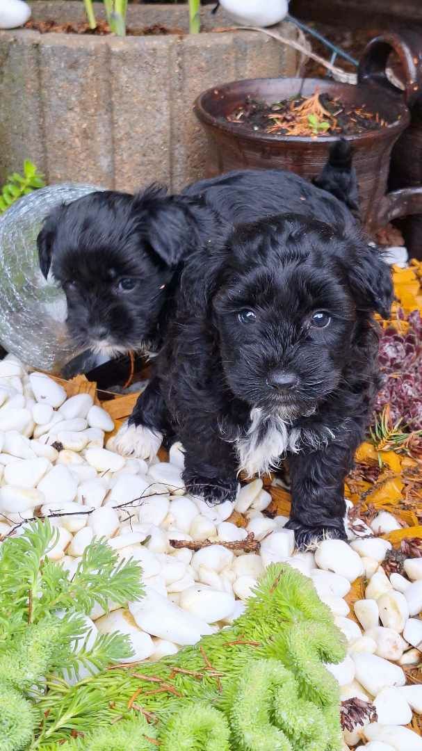 Maltipoo czarne z metryką