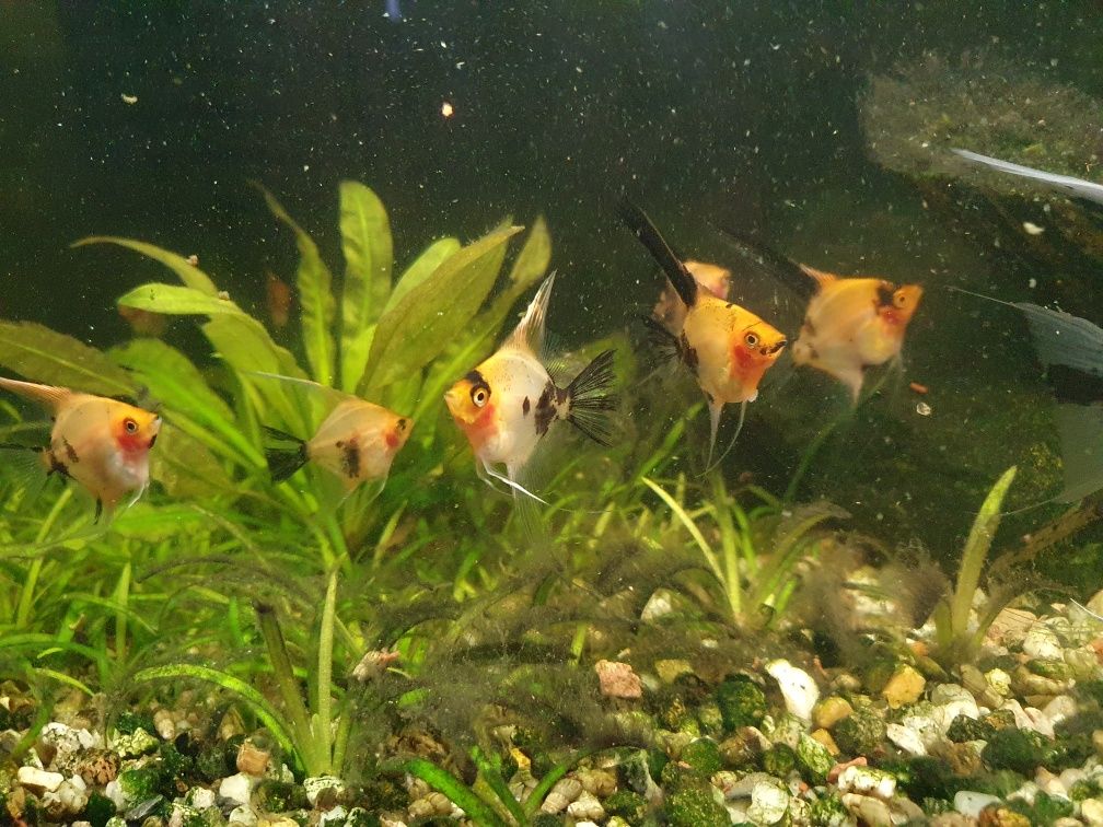 Skalary Red Devil młode od 5 cm