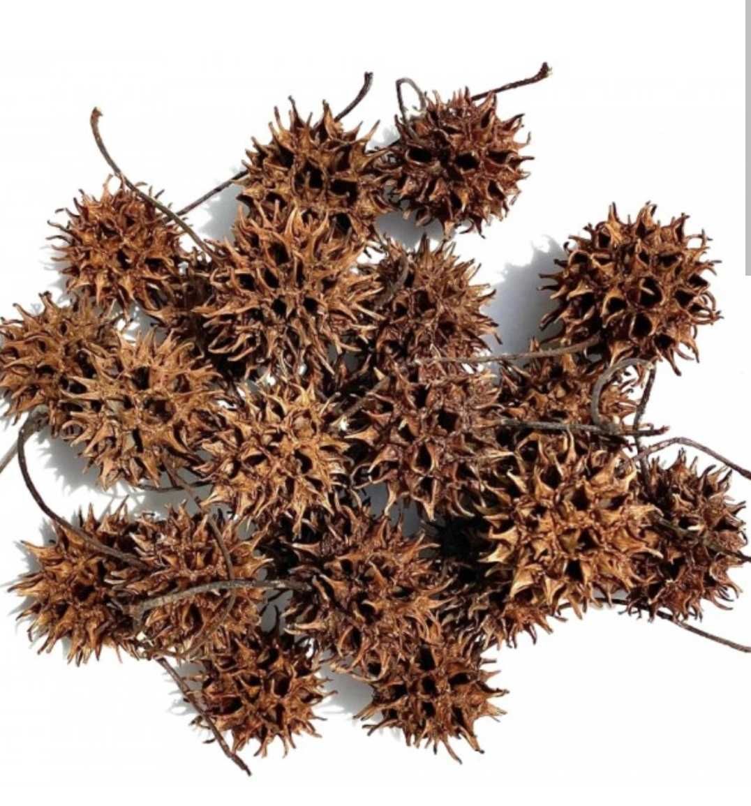 Sweet gum pods 8 unidades