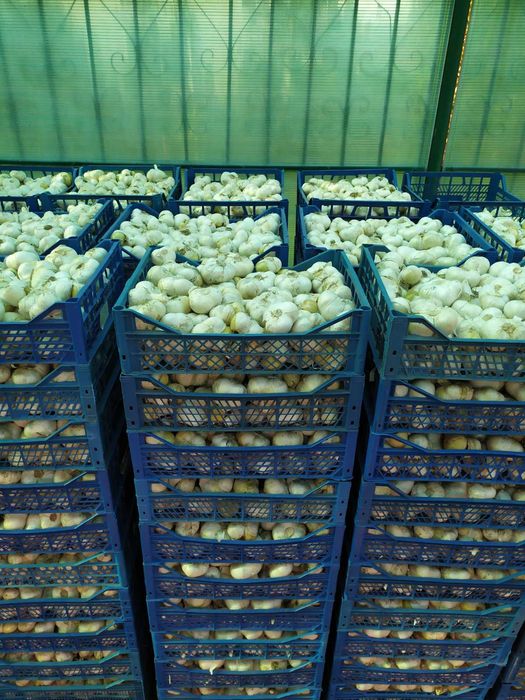 Рокамболь продам