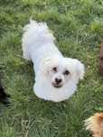 Snoopy - 7 anos, porte pequeno (7kg)