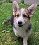 Corgi Pembroke /FCI ZKwP suczka