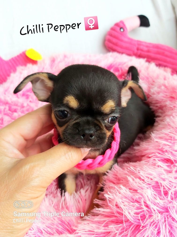 MINIATUROWA przepiękna krótkowłosa suczka chihuahua