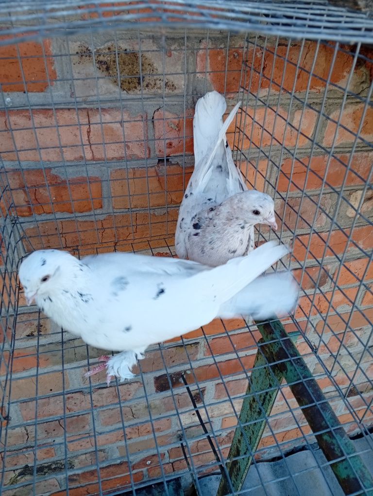 Продам птицу для души
