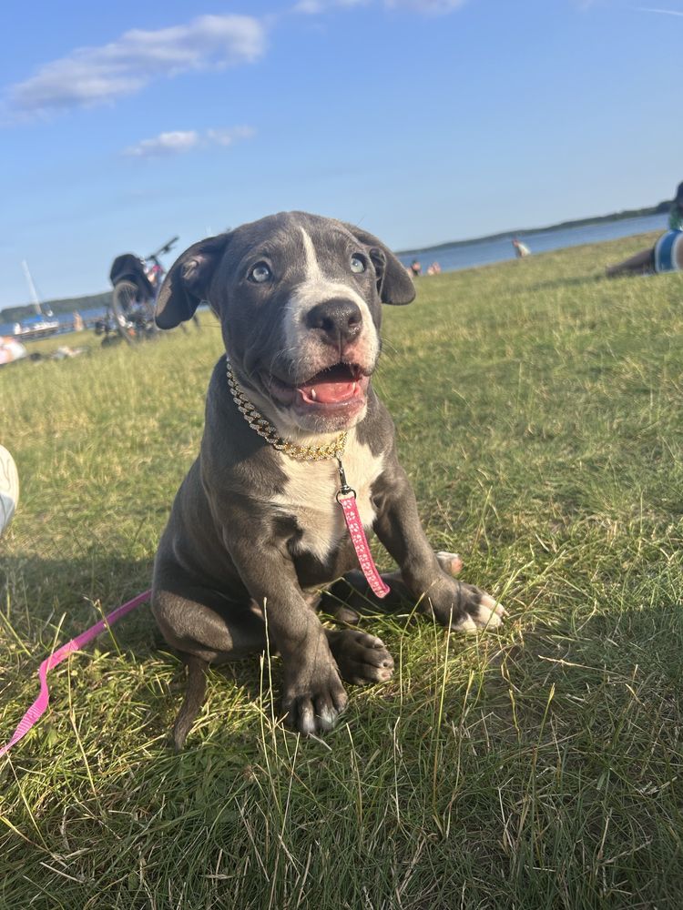American Bully XL