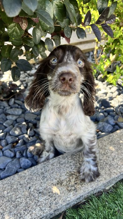 Cocker muito lindaaa