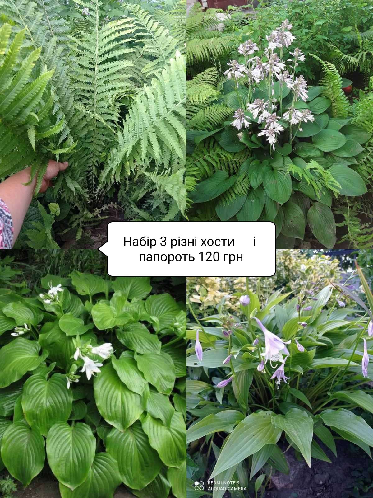 Хризантема різна,  хоста, бересклет, лаванда