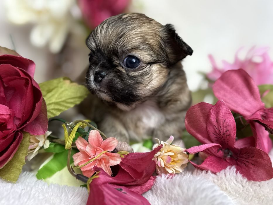 Maleńka księżniczka chihuahua długowłosa