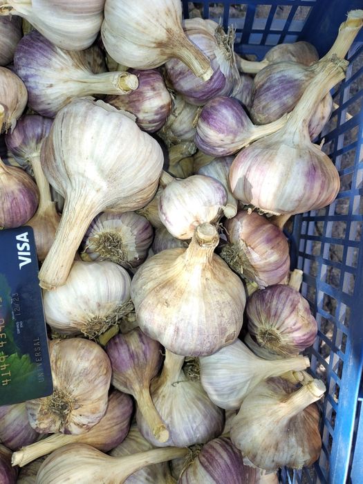 Продам часник сорту Любаша та Софіївський