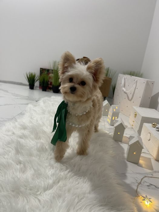 Міні-принцеси Помапу чекають на свої сімї