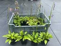 Roślina Hosta/Funkia