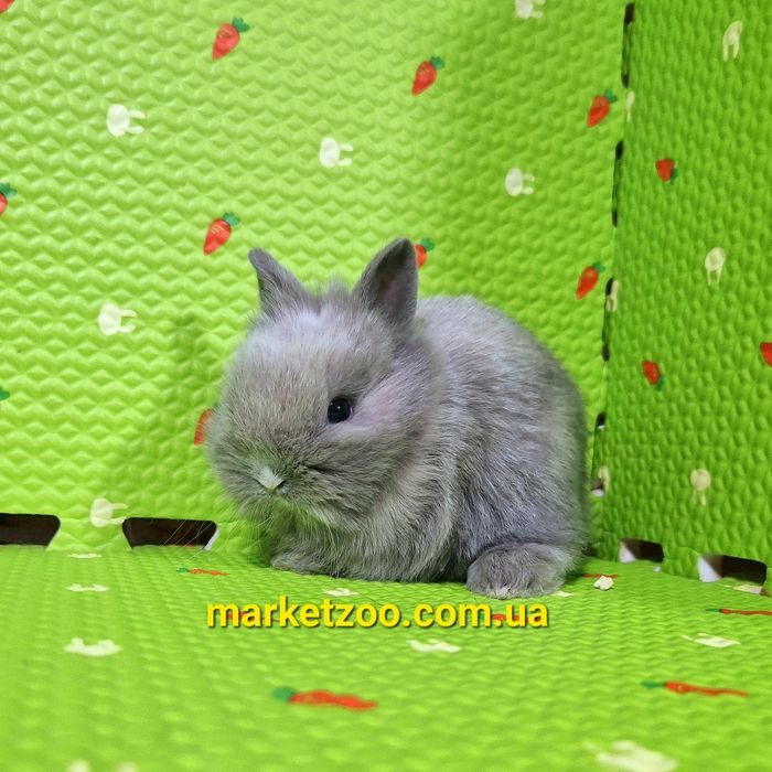 Офигенно красивьій мальішь с коротюсенькими ушками