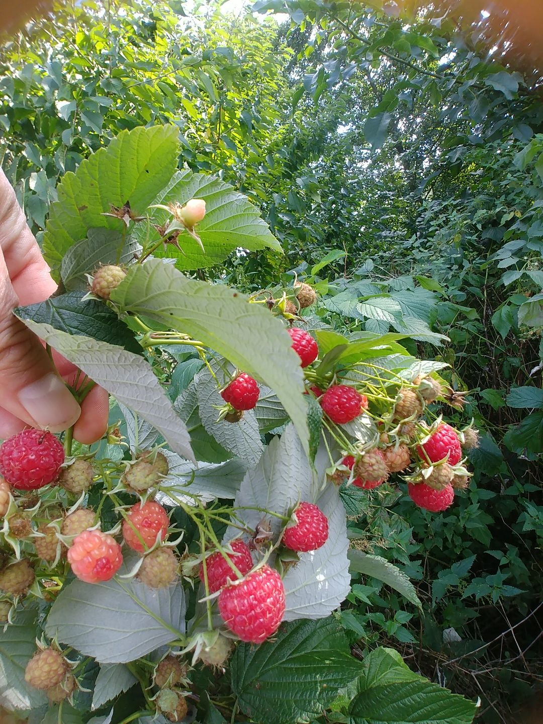 OKAZJA.Krzewy malin ogrodowych ekologicznych