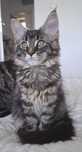 Kotka Maine Coon