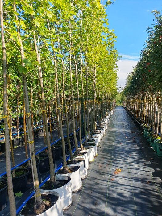 Drzewa alejowe lipa, klon, brzoza, katalpa, głóg, akacja, grab i inne