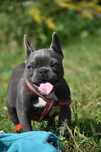 Buldog francuski PIĘKNY blue samiec odchowany -|niebieski + paszport