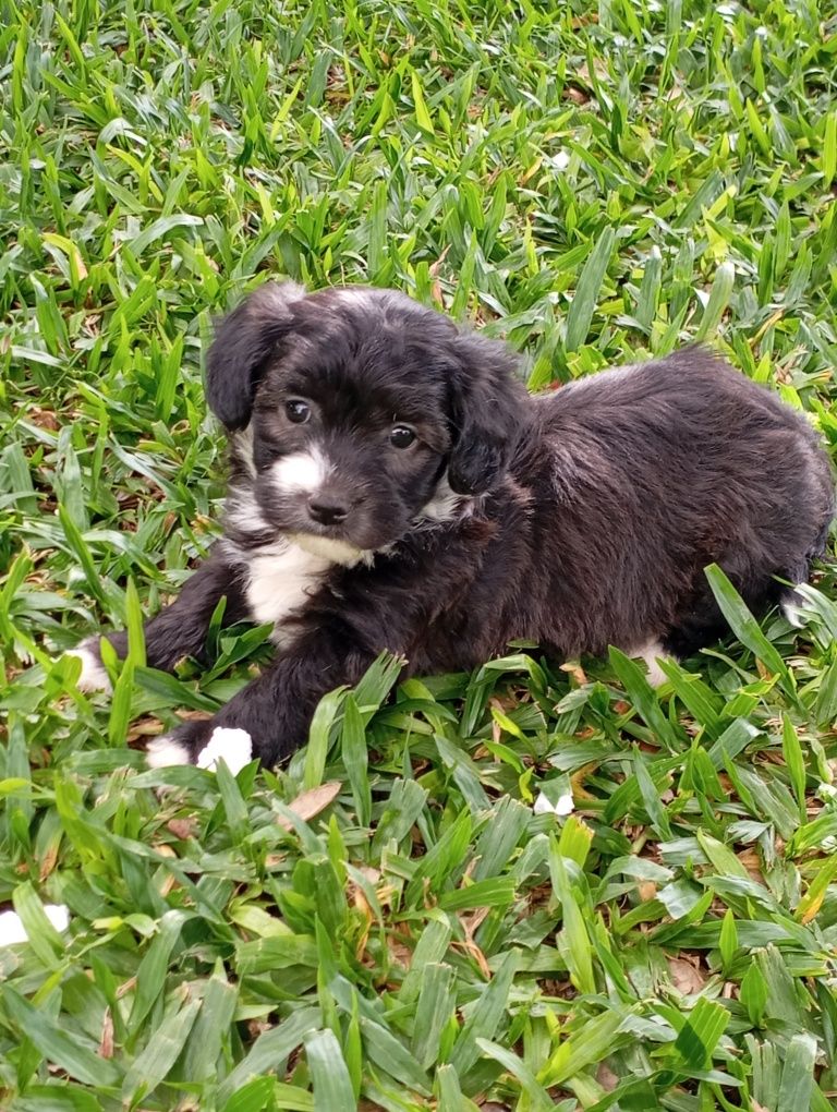 Fêmea Bichon Maltês traçado