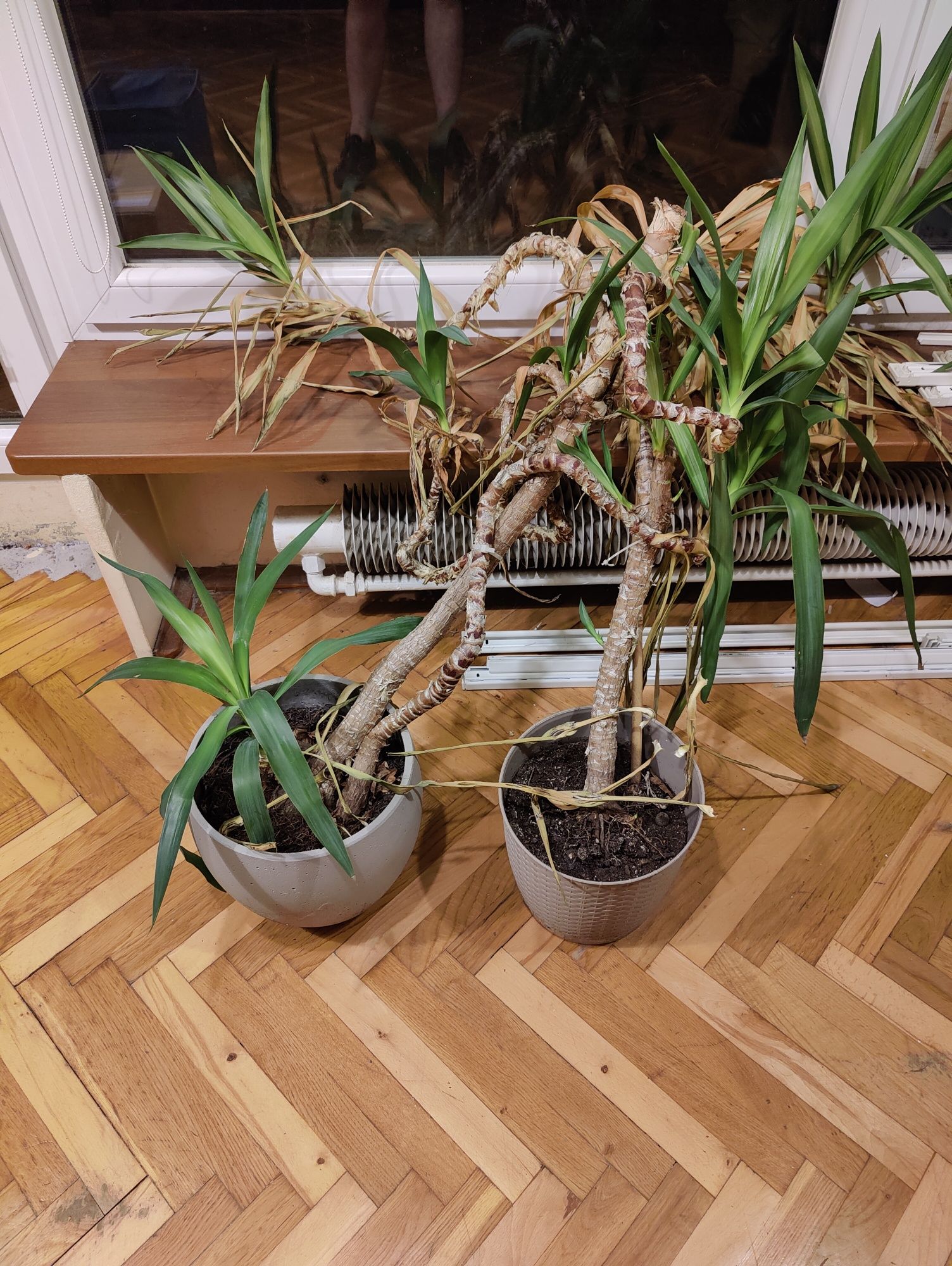 Juka w doniczkach (2 sztuki)