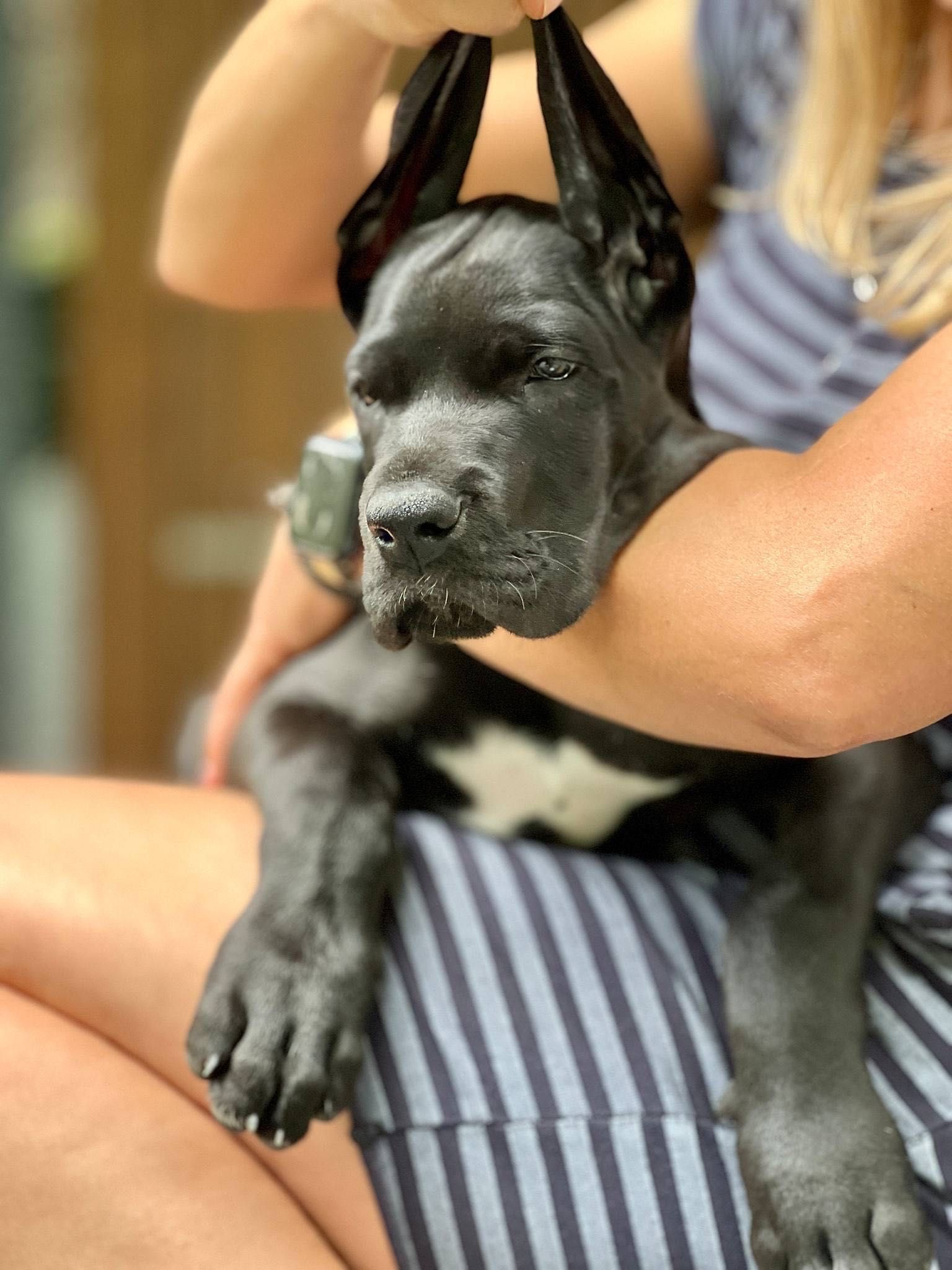 Dog niemiecki - suczka