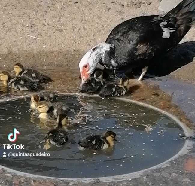 Patos mudos para venda