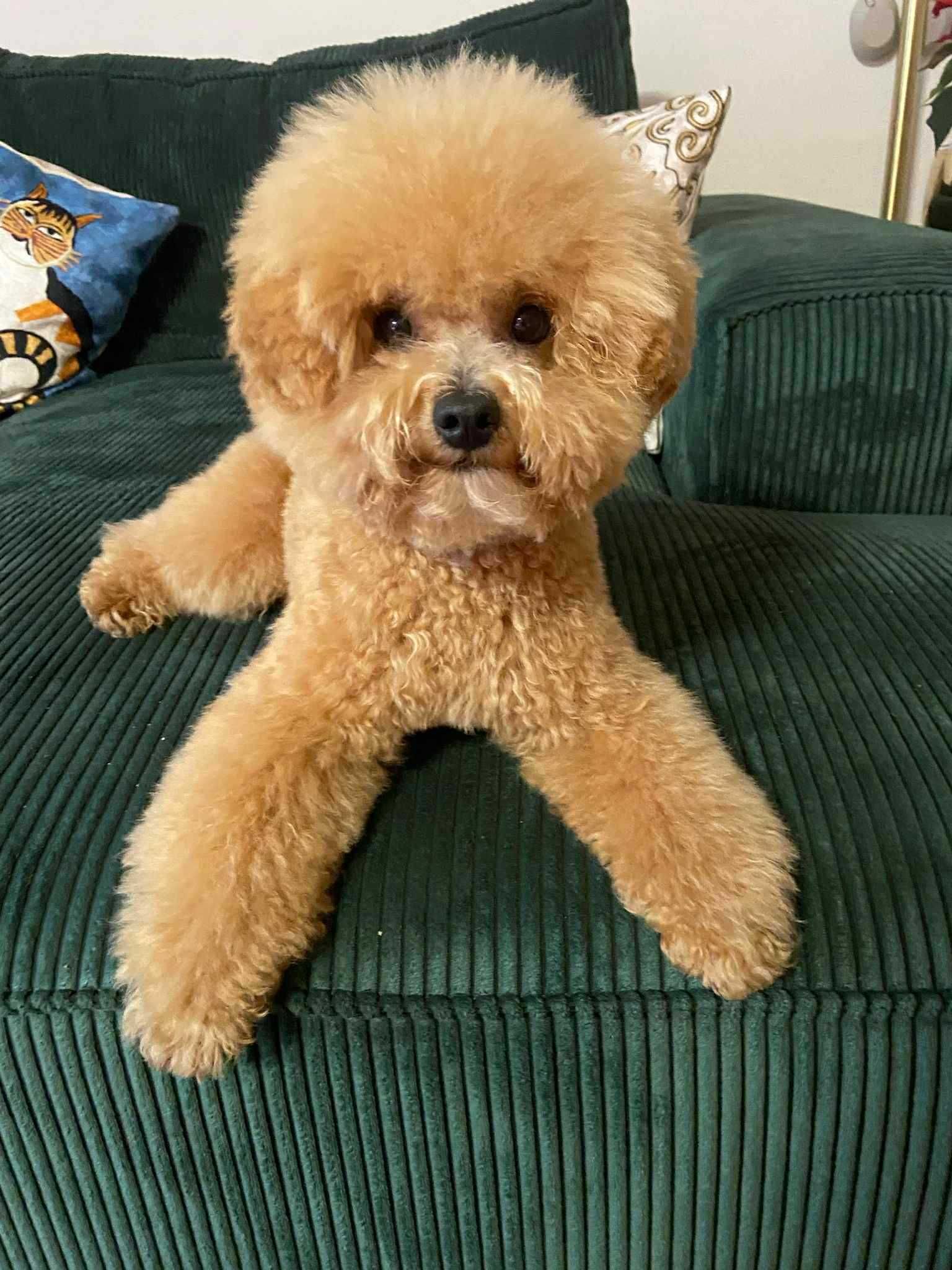 Bichpoo , Pudel / Bichon Frise , nie maltipoo,