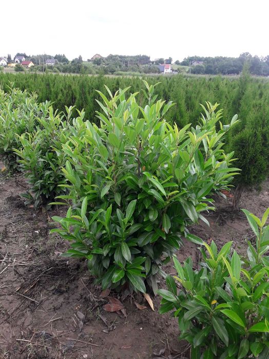 Laurowiśnia wschodnia Caucasica, Novita, Rotundifolia! 200 cm! Prunus!